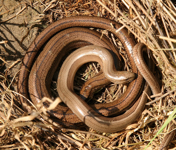 Surrey Amphibian & Reptile Group (SARG): Slow-worms derail stations